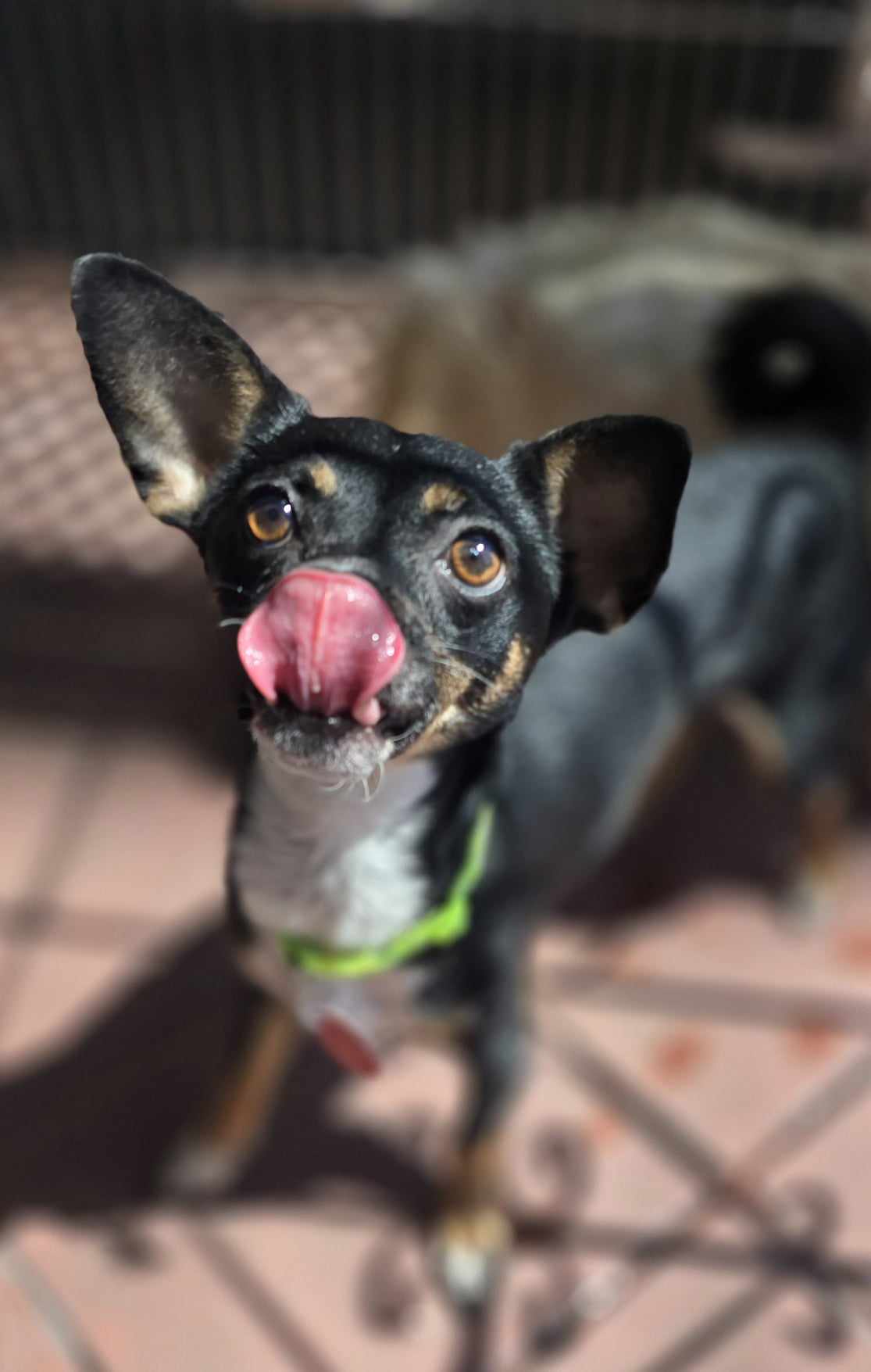 adoptable Dog in Phoenix, AZ named Kanoa