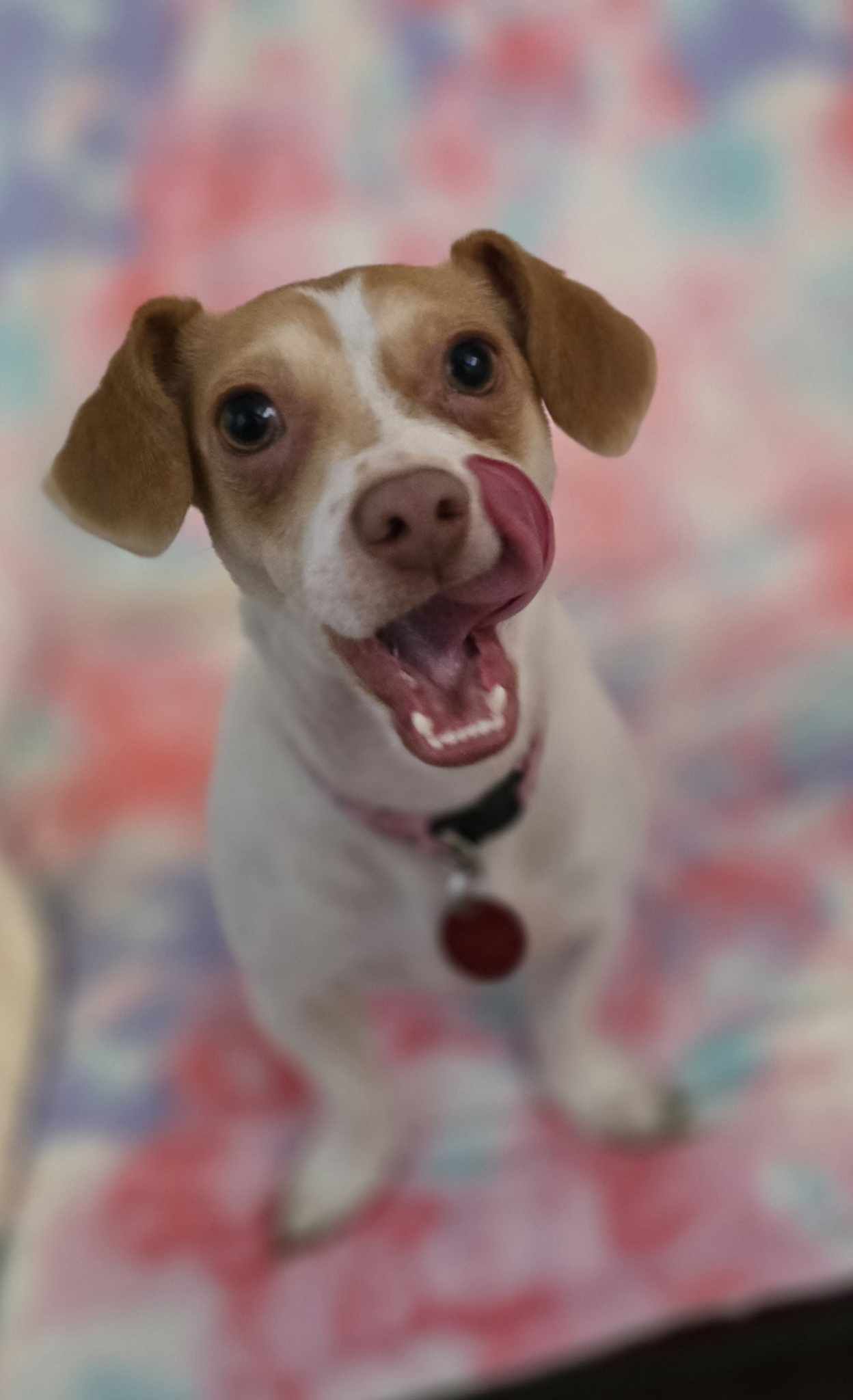 adoptable Dog in Phoenix, AZ named Princess