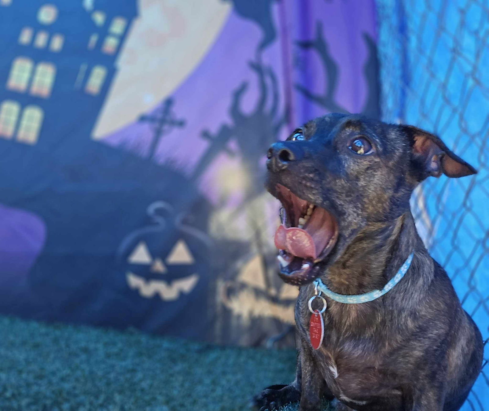 adoptable Dog in Phoenix, AZ named Chocolate chip