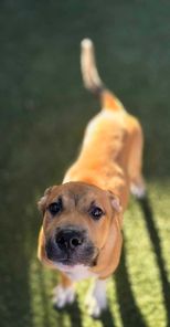 adoptable Dog in Phoenix, AZ named Optimus