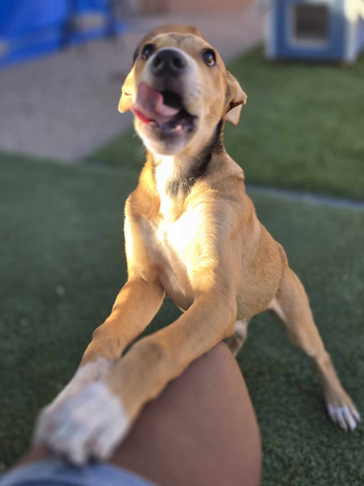 adoptable Dog in Phoenix, AZ named Megatron