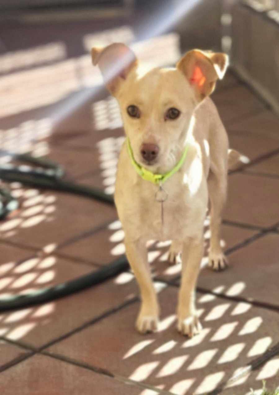 adoptable Dog in Phoenix, AZ named Dobby