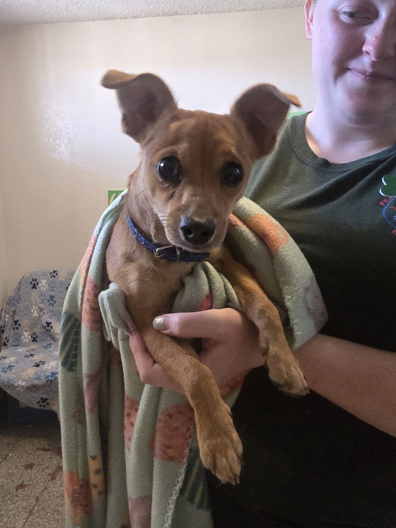 adoptable Dog in Phoenix, AZ named Navarro