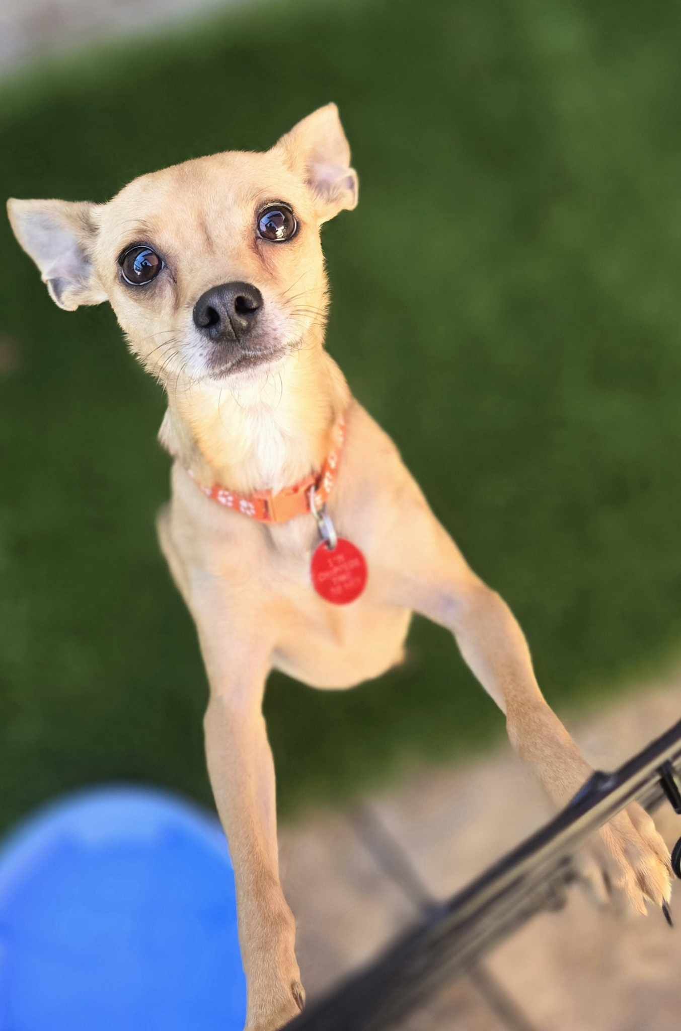 adoptable Dog in Phoenix, AZ named Herbie