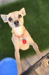 adoptable Dog in , AZ named Herbie