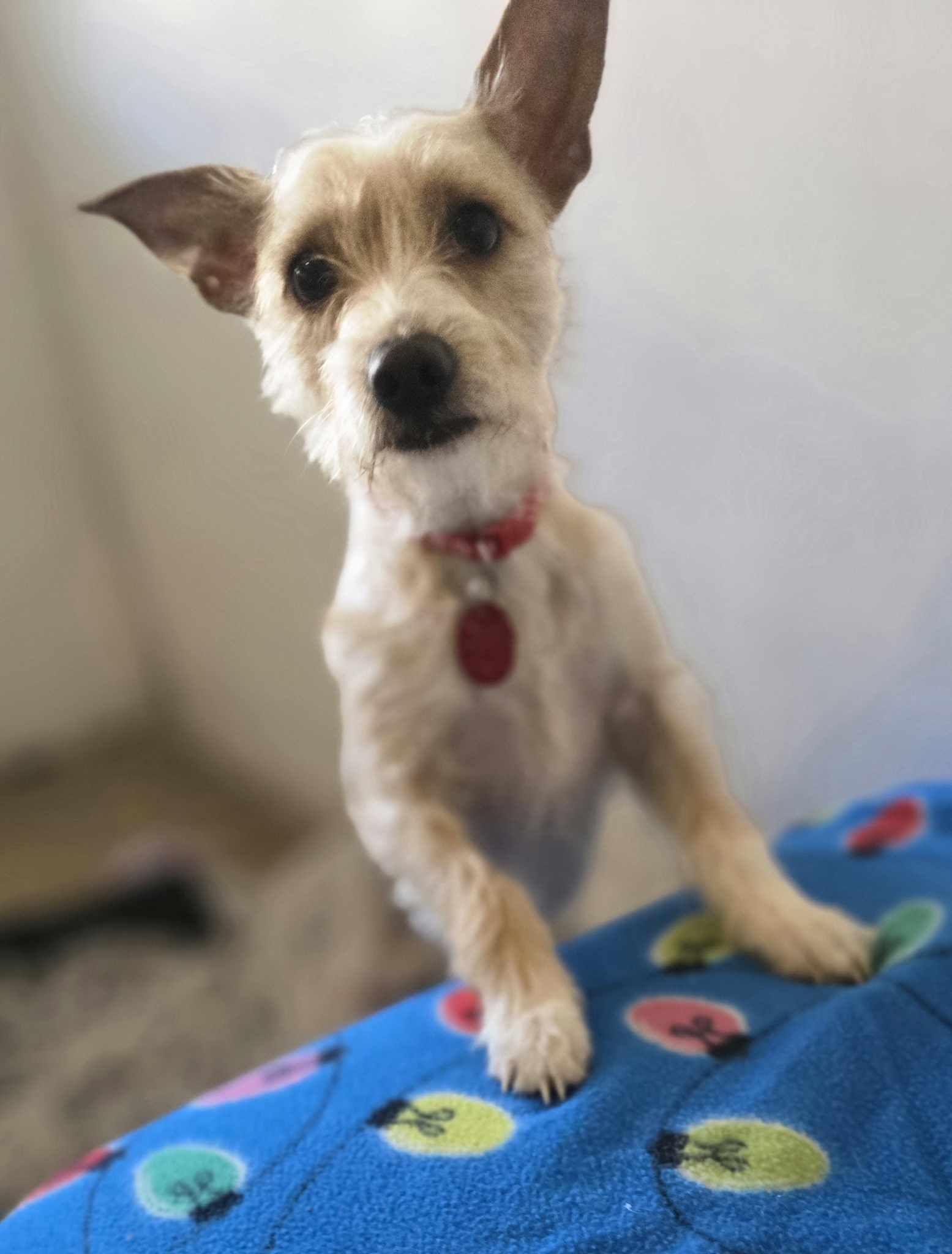 adoptable Dog in Phoenix, AZ named Milo