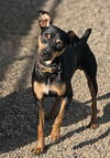 adoptable Dog in , AZ named Jep