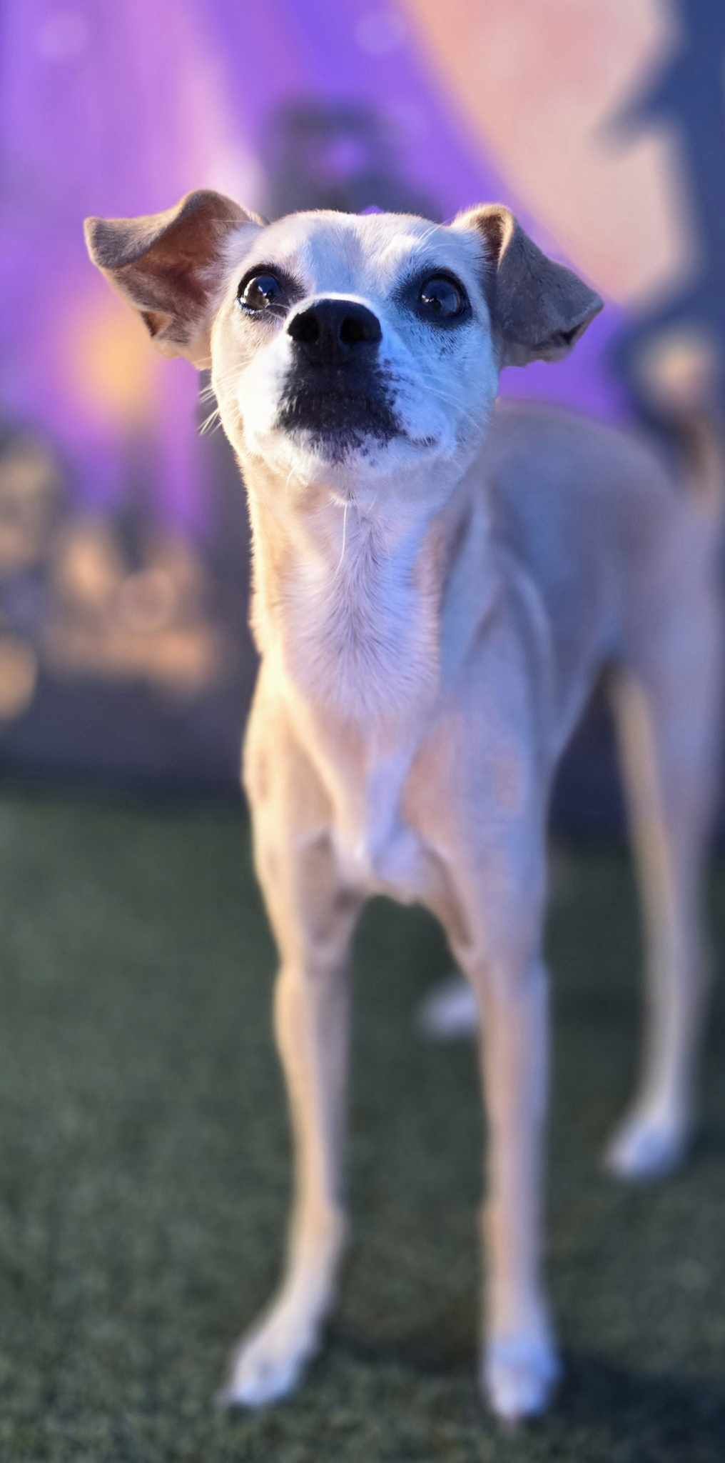 adoptable Dog in Phoenix, AZ named Chilly