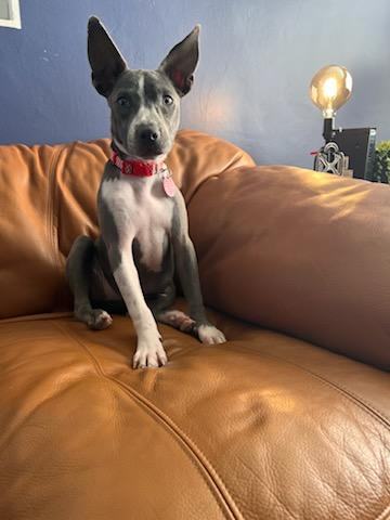 Poppy
