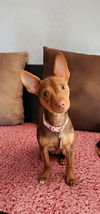 Coco