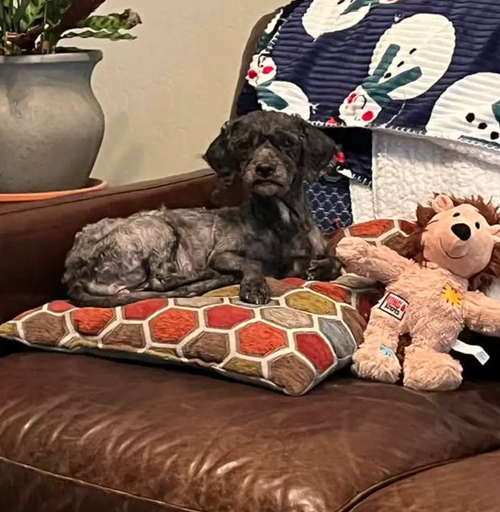 Paloma