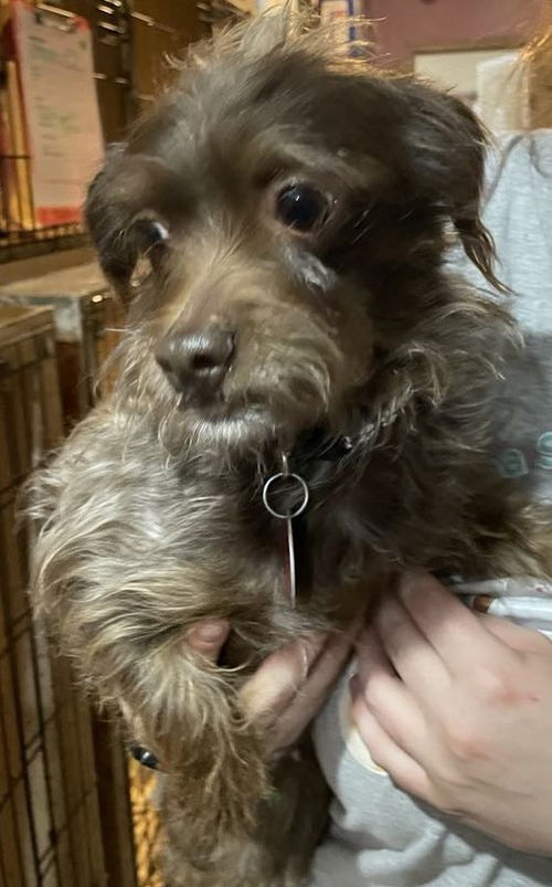 Dixie
