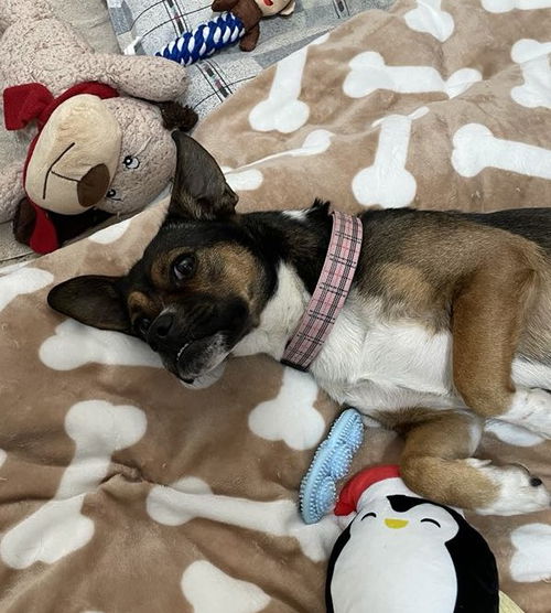 Maya