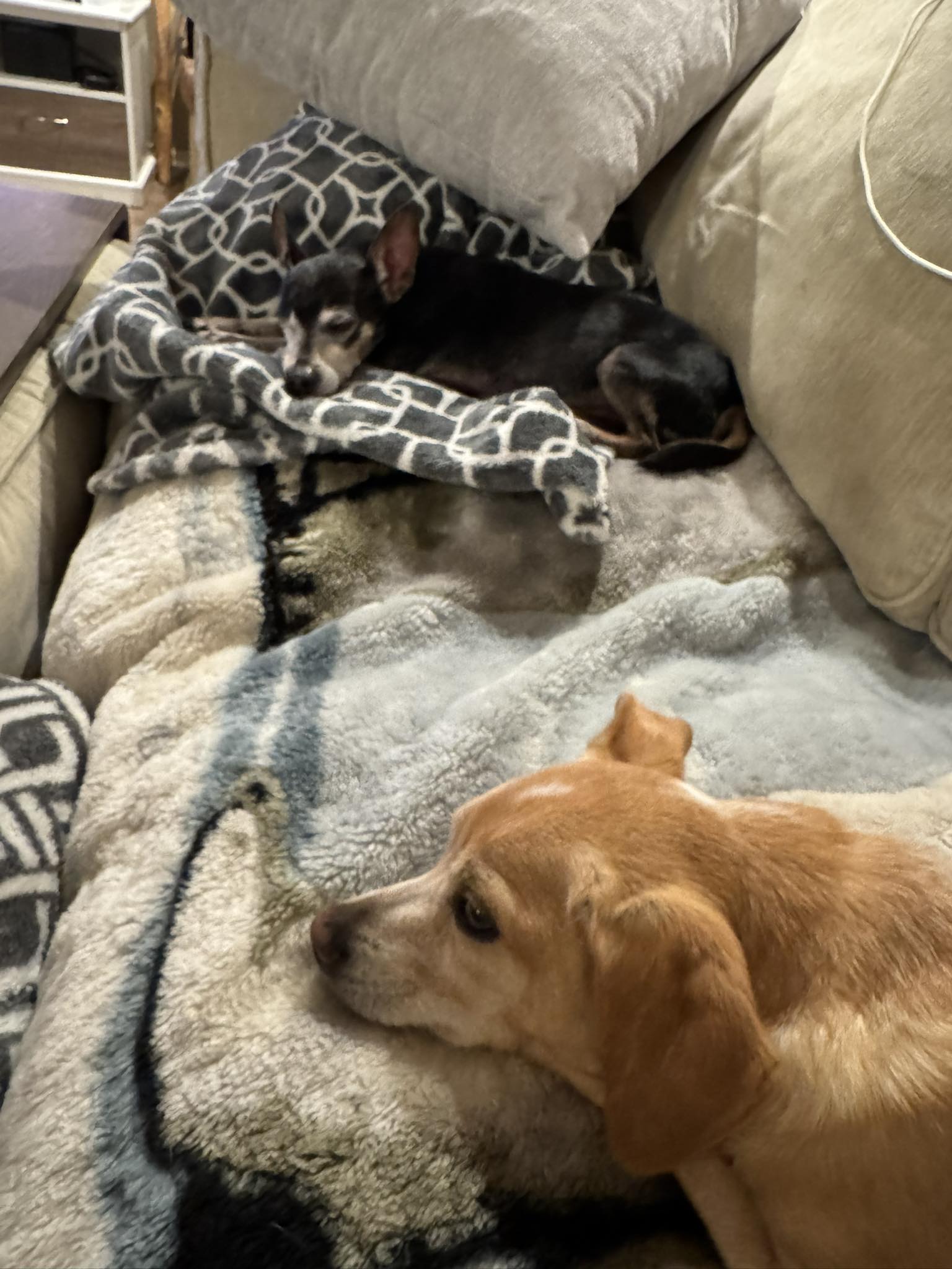 Jersey & Duke-bonded Pair
