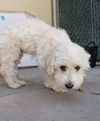 Baxter