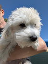 Baxter
