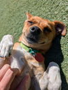 Jacey (bonded with Gunther)