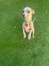 Daisey
