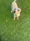 Daisey