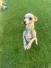 Daisey