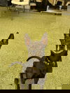 Bolt