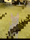 Bolt