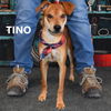 Tino