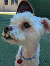 Muttley