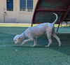 Muttley