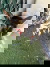 Hachi