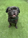 adoptable Dog in  named Cannoli
