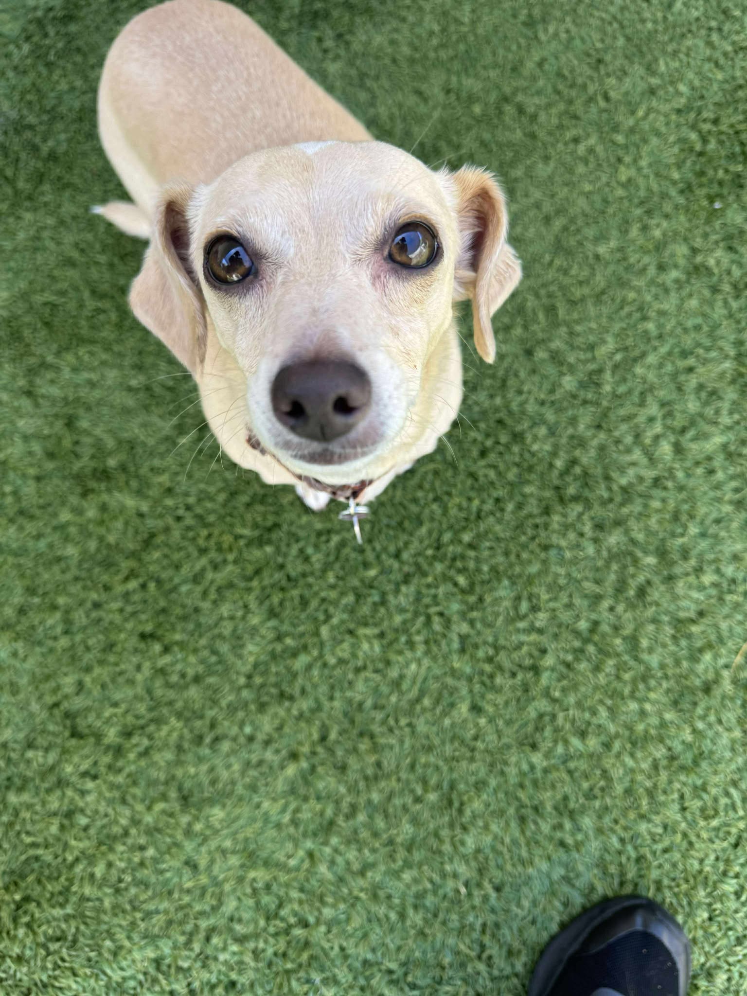 adoptable Dog in Tempe, AZ named Otis B