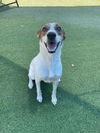 adoptable Dog in  named Spanky