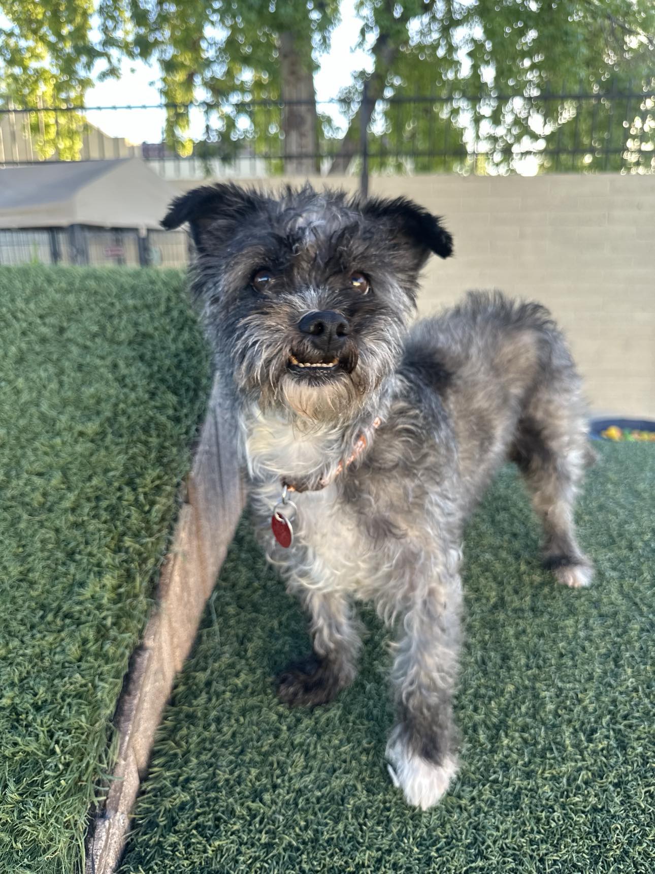 adoptable Dog in Tempe, AZ named Munchkin