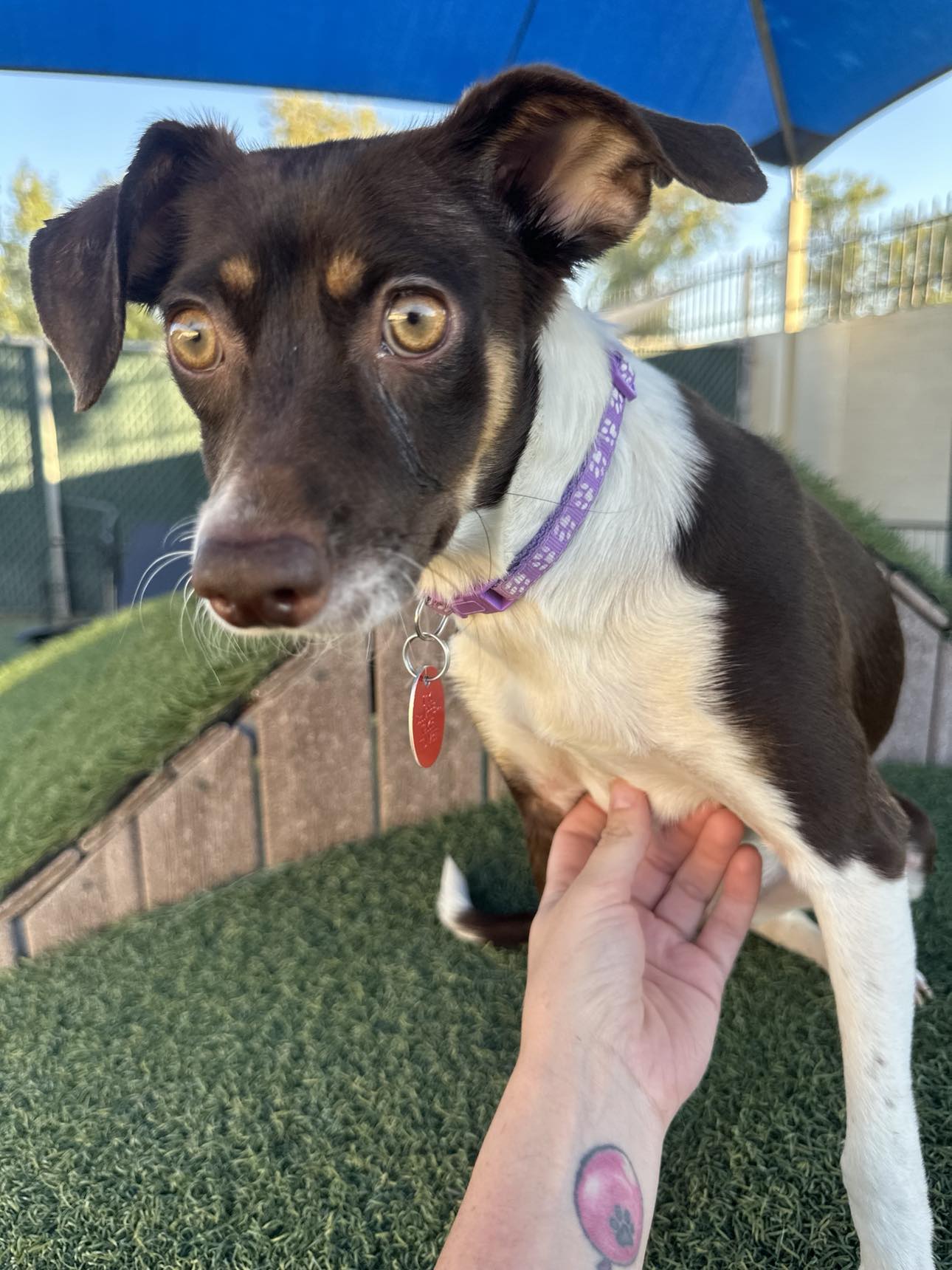 adoptable Dog in Tempe, AZ named Sissy