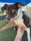 adoptable Dog in tempe, AZ named Sissy