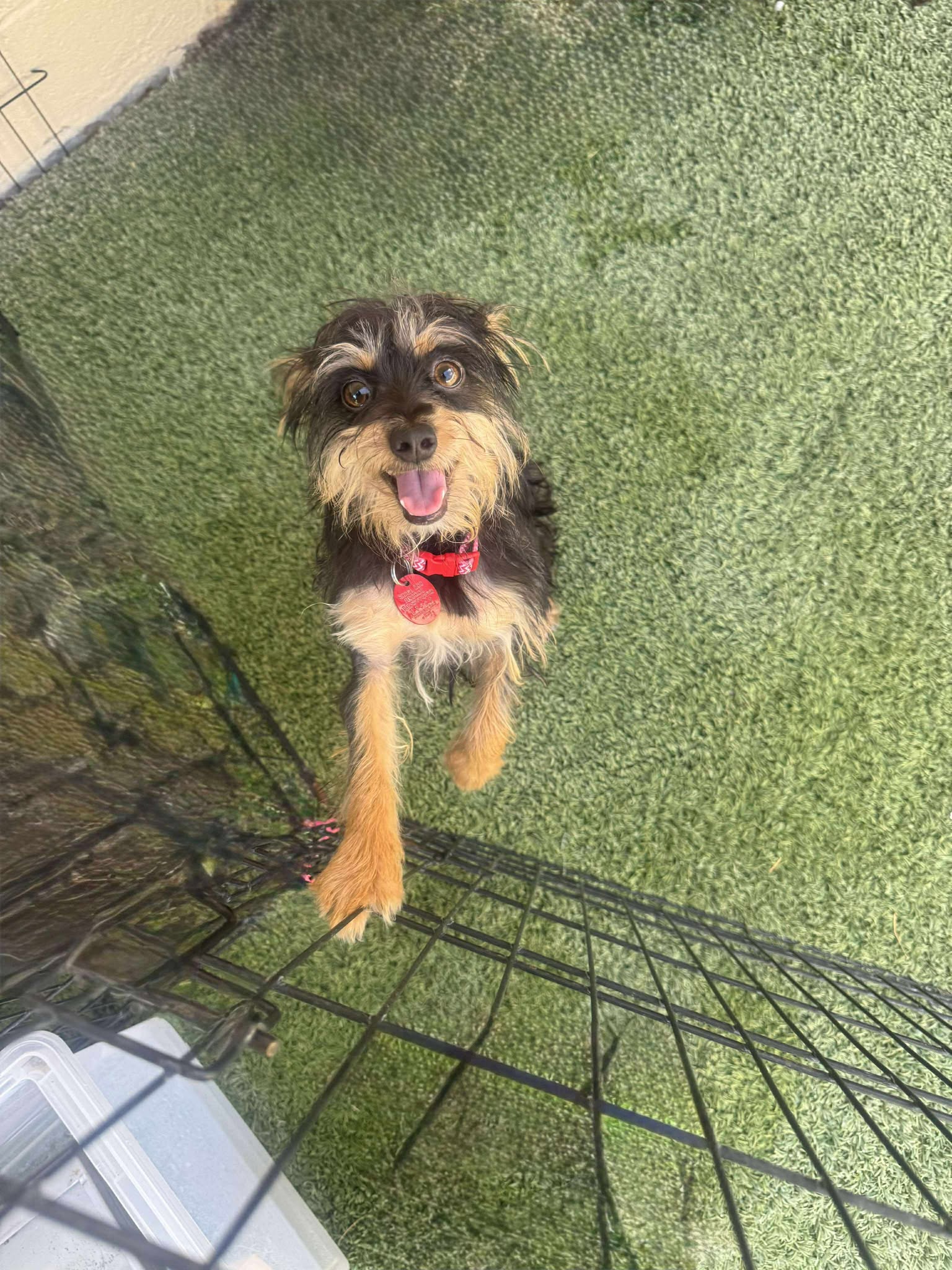 adoptable Dog in Tempe, AZ named Rainbow