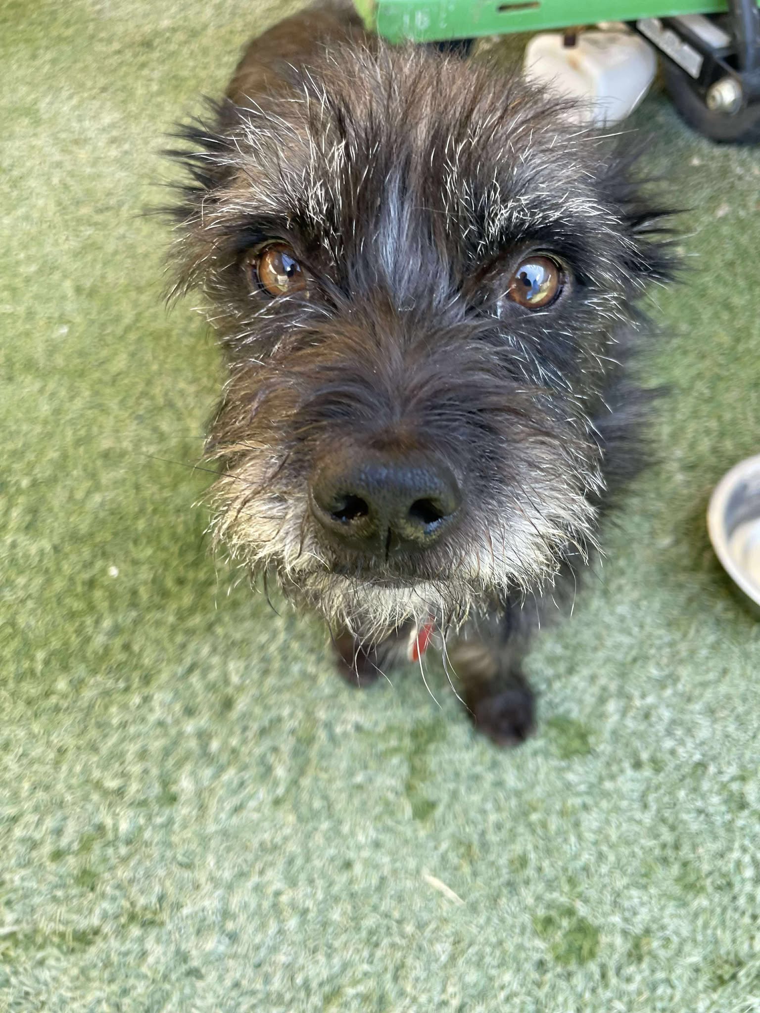 adoptable Dog in Tempe, AZ named Wolfie