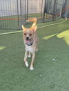 adoptable Dog in  named Simba