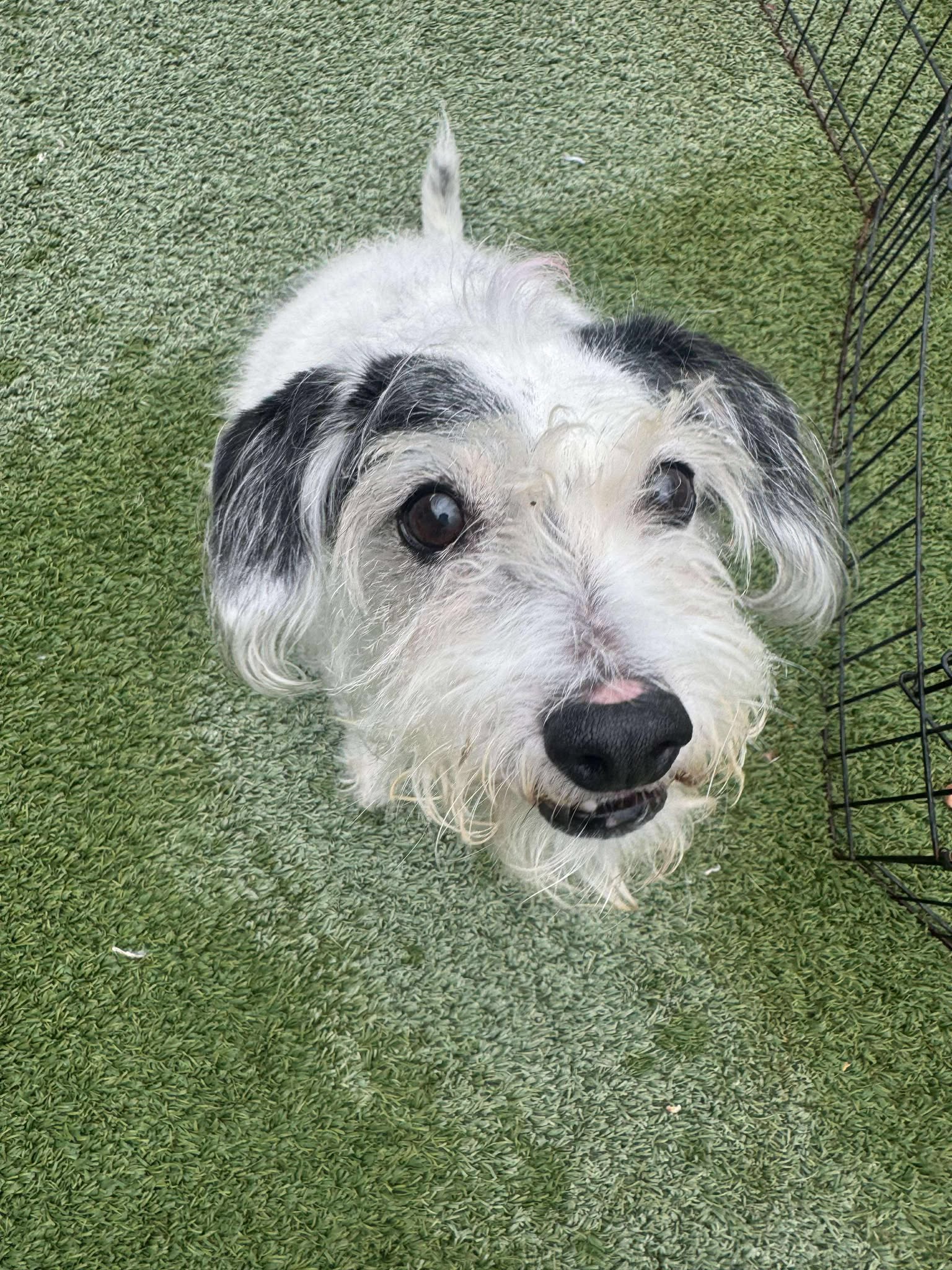 Terrier