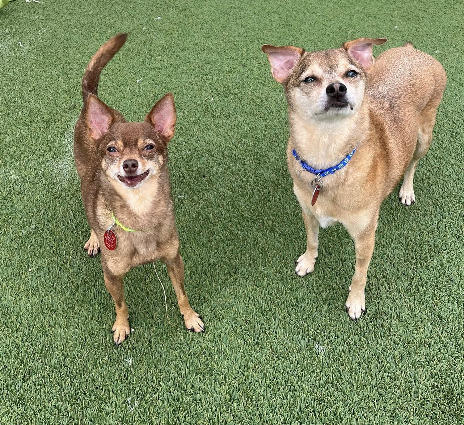 Ryder & Chase-bonded Pair