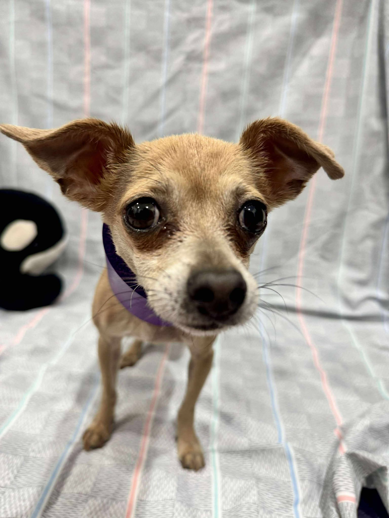 Chihuahua