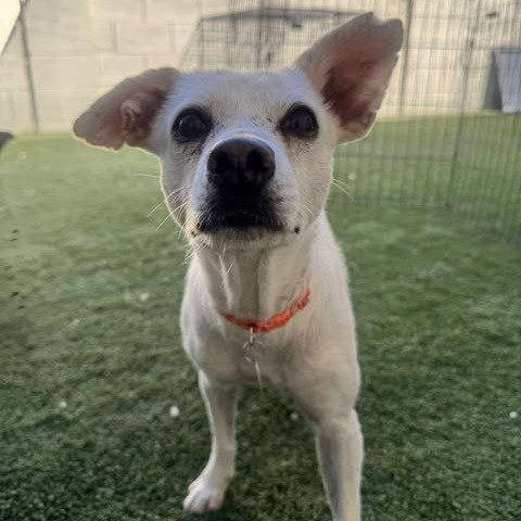 Chihuahua