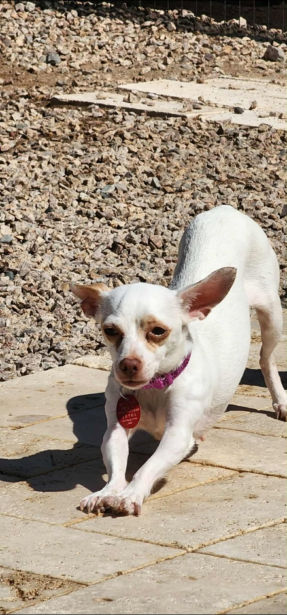 Chihuahua