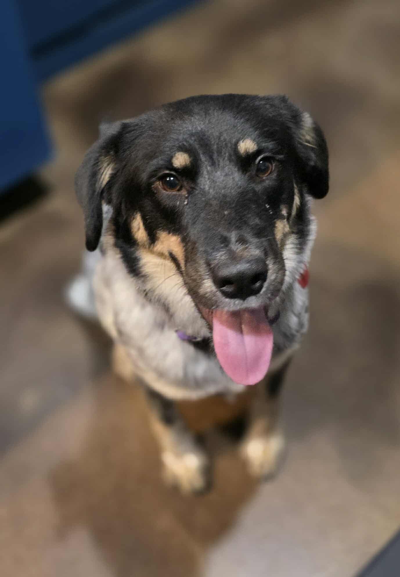 Cattle Dog