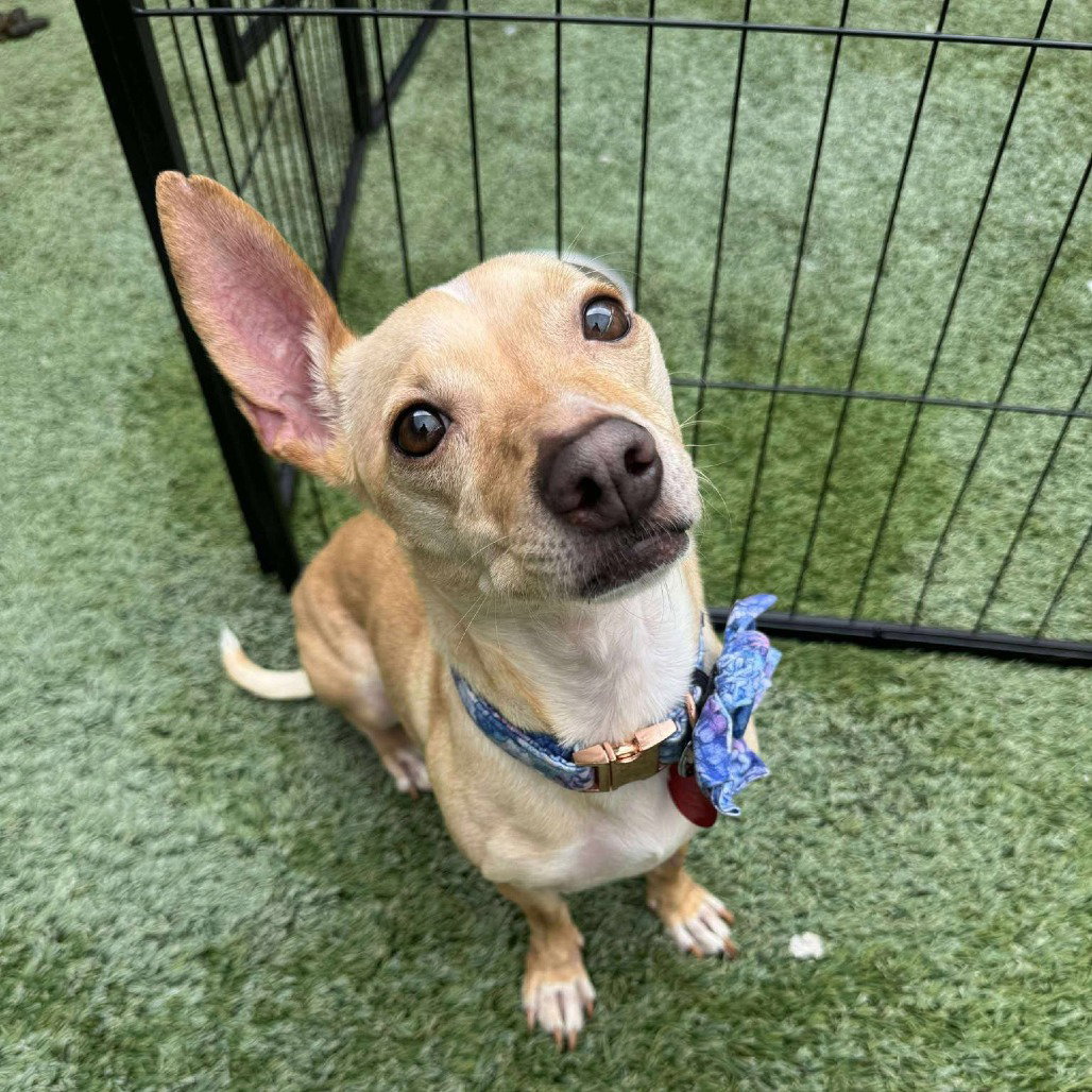 Chihuahua