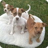 Jack/Chi Pups