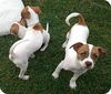 Jack/Chi Pups