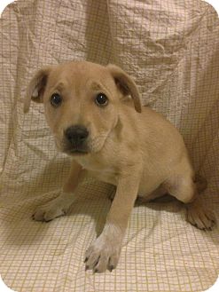 Lab Puppy Four