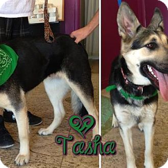 Tasha